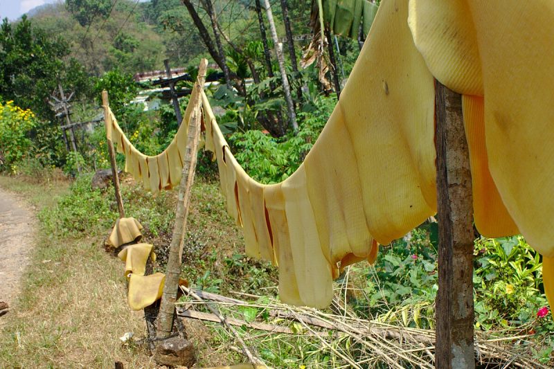 Natural_rubber_drying_2 Natural_rubber_drying_2