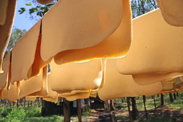 natural-rubber-drying-mats-latex-52146172 natural-rubber-drying-mats-latex-52146172